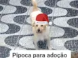 Pipoca