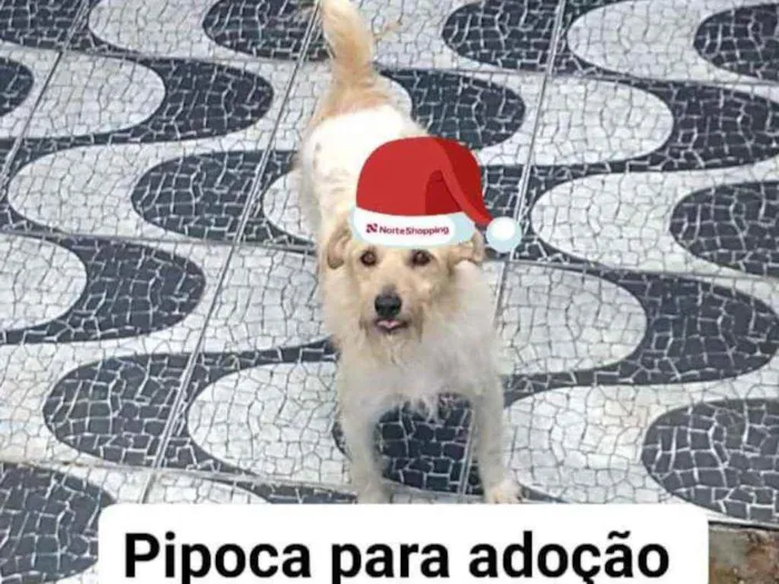 Cachorro ra a Srd  idade 4 anos nome Pipoca