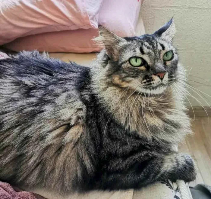 Gato ra a  idade 5 anos nome Milly