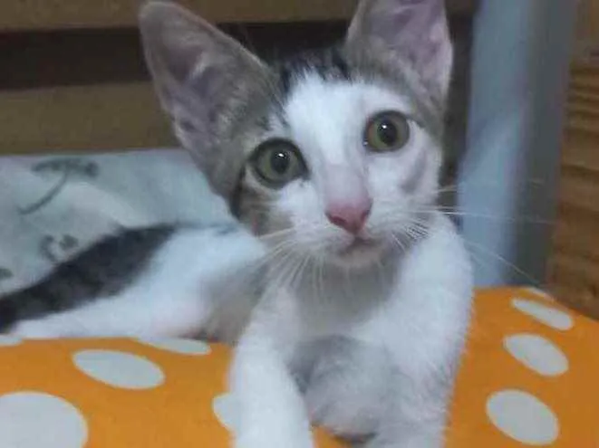 Gato ra a  idade Abaixo de 2 meses nome Não sei 