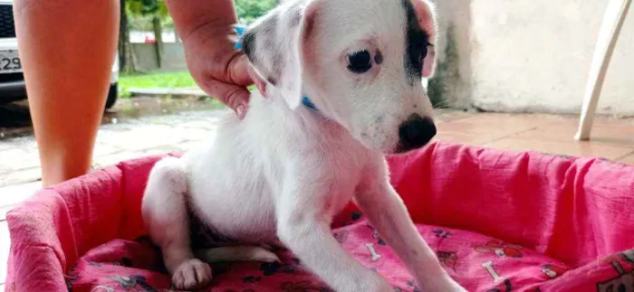 Cachorro ra a Mestiça  idade Abaixo de 2 meses nome Fofinhas