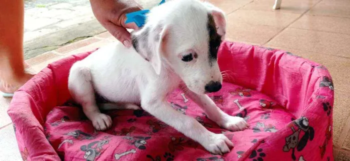 Cachorro ra a Mestiça  idade Abaixo de 2 meses nome Fofinhas