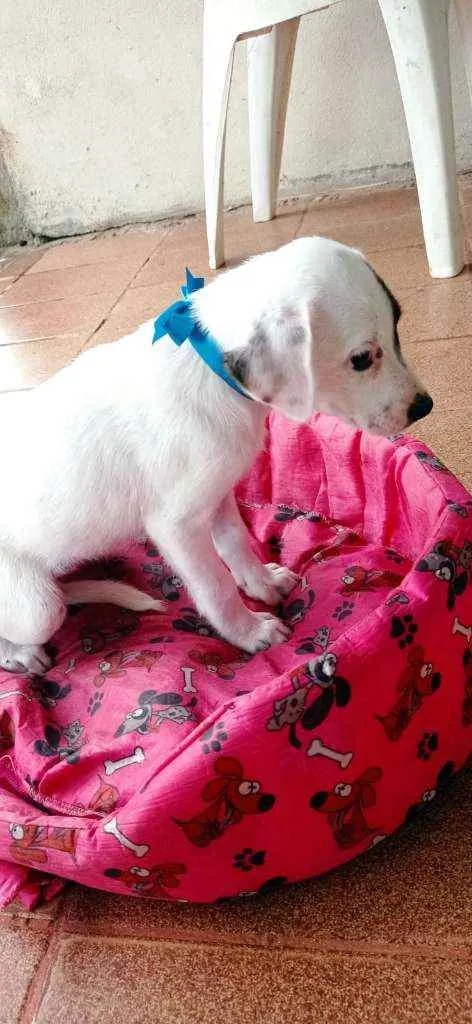 Cachorro ra a Mestiça  idade Abaixo de 2 meses nome Fofinhas