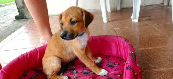 Cachorro ra a Mestiça  idade Abaixo de 2 meses nome Fofinhas