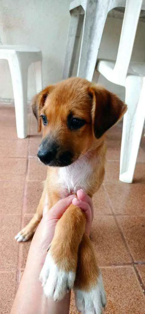 Cachorro ra a Mestiça  idade Abaixo de 2 meses nome Fofinhas