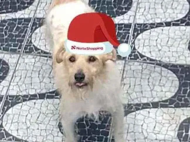 Cachorro ra a Srd  idade 4 anos nome Pipoca