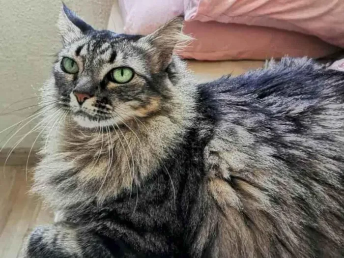 Gato ra a  idade 5 anos nome Milly