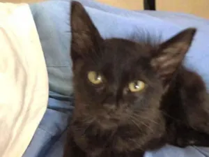 Gato raça  idade Abaixo de 2 meses nome Não sei 