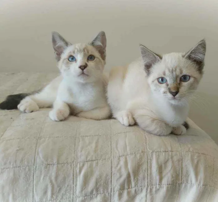Gato ra a Srd idade 2 a 6 meses nome Dubai e Big Japan