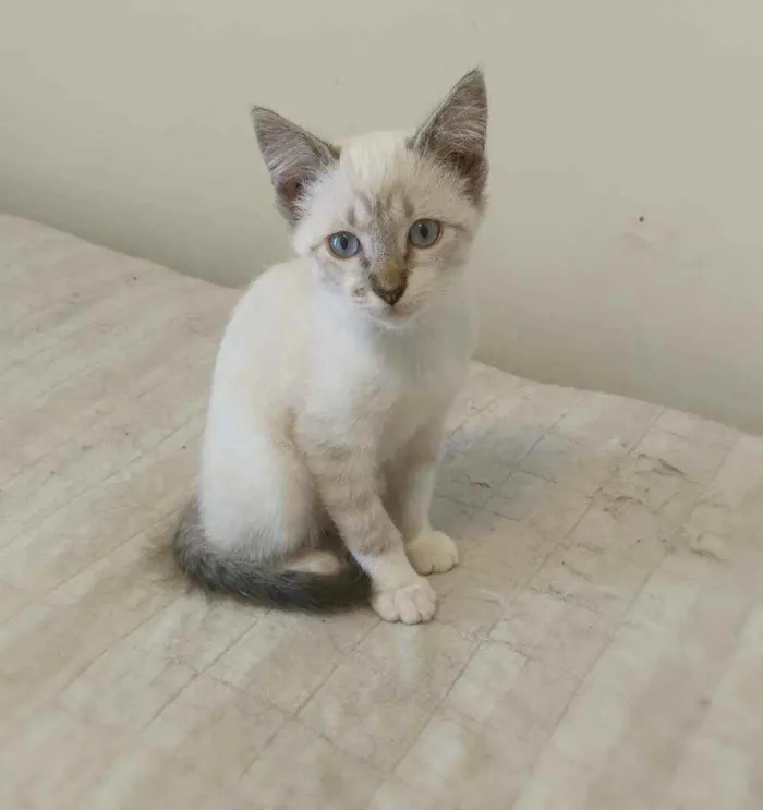 Gato ra a Srd idade 2 a 6 meses nome Dubai e Big Japan
