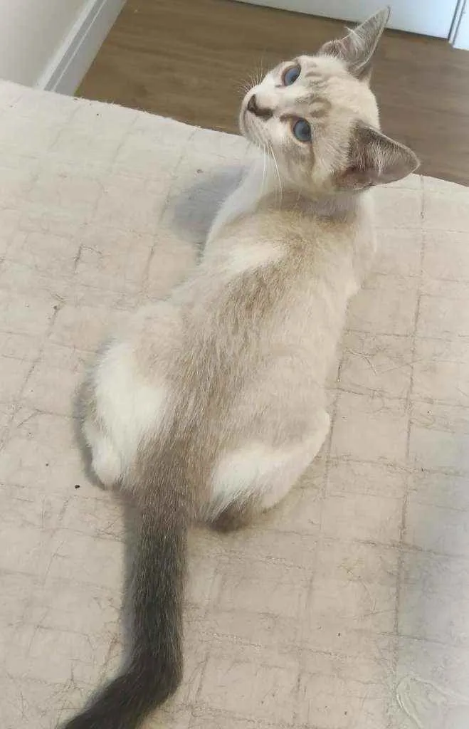 Gato ra a Srd idade 2 a 6 meses nome Dubai e Big Japan