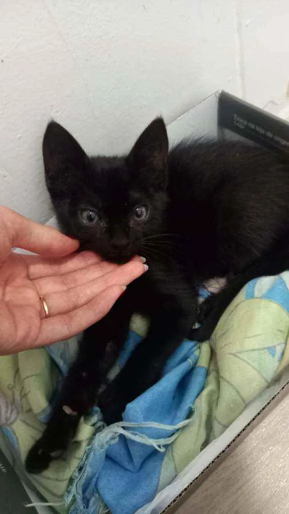 Gato ra a Vira lata  idade 2 a 6 meses nome Pandora