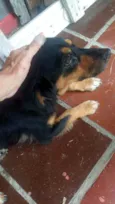 Pretinha