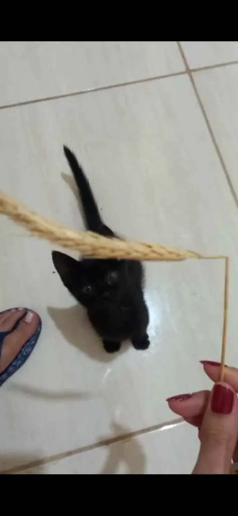 Gato ra a Vira lata  idade 2 a 6 meses nome Pandora
