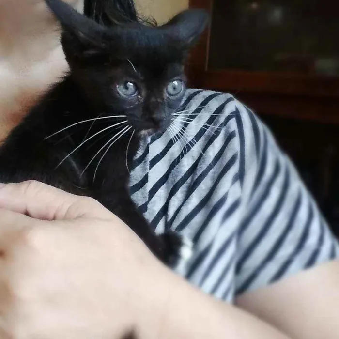 Gato ra a Srd idade 2 a 6 meses nome Estrela