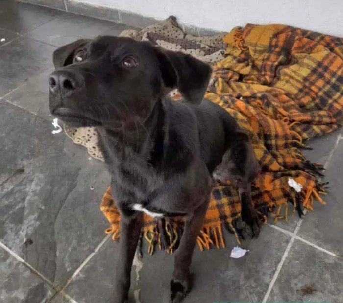 Cachorro ra a SRD idade 7 a 11 meses nome Amora