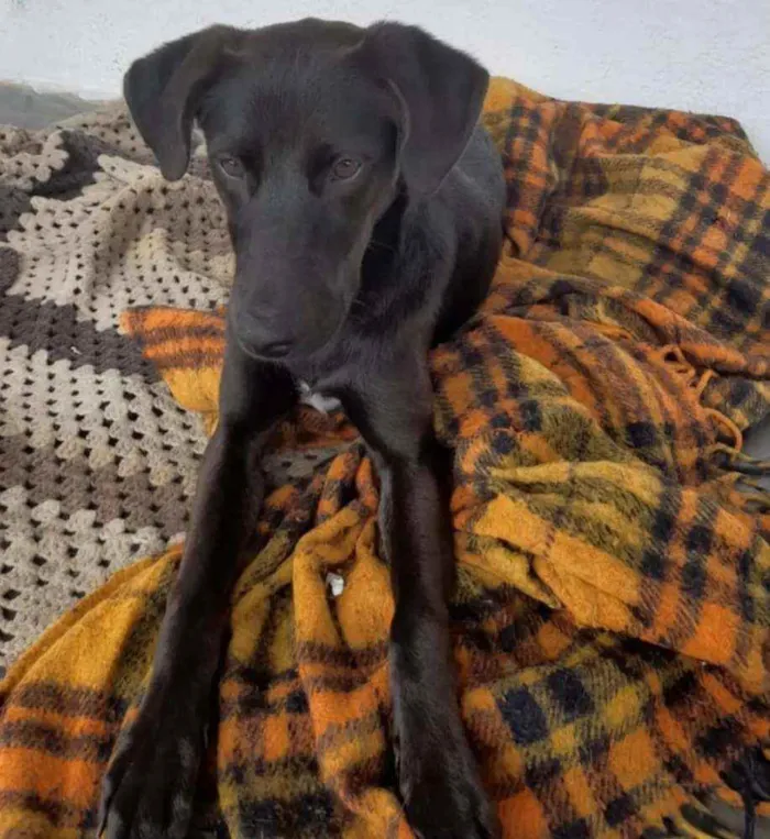 Cachorro ra a SRD idade 7 a 11 meses nome Amora