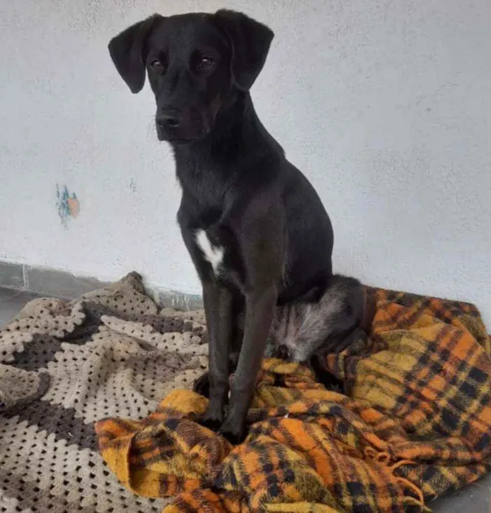 Cachorro ra a SRD idade 7 a 11 meses nome Amora