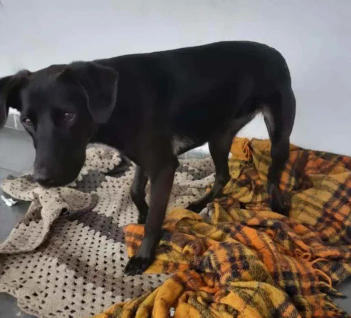 Cachorro ra a SRD idade 7 a 11 meses nome Amora