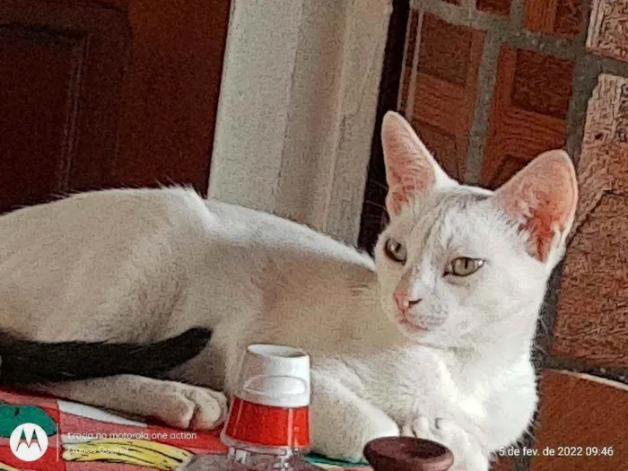 Gato ra a Viralata idade 2 a 6 meses nome Pérola 