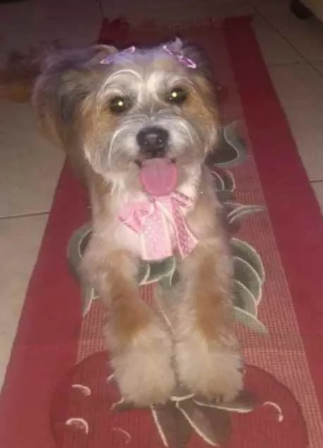 Cachorro ra a Mistura com shih-tzu idade 2 a 6 meses nome Melissa Maria