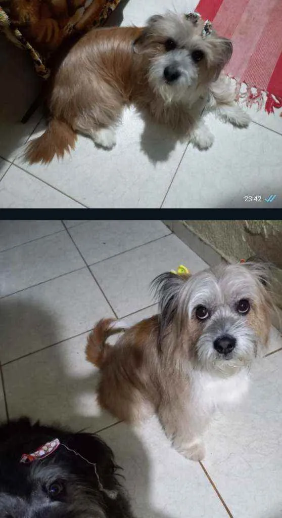 Cachorro ra a Mistura com shih-tzu idade 2 a 6 meses nome Melissa Maria