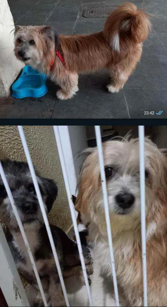 Cachorro ra a Mistura com shih-tzu idade 2 a 6 meses nome Melissa Maria