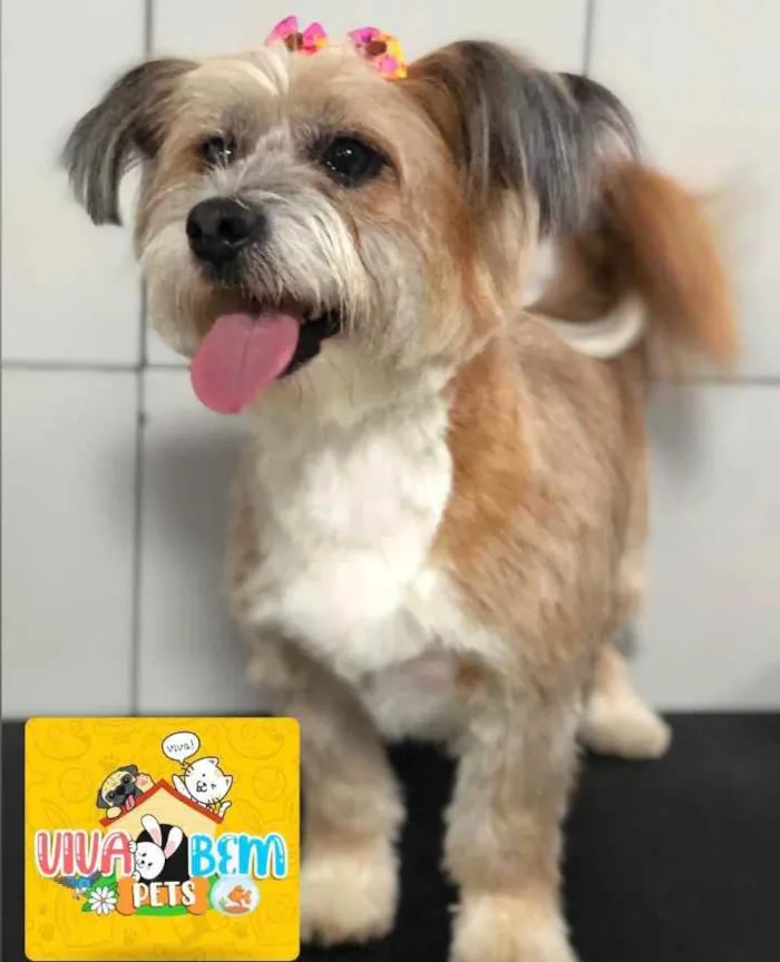 Cachorro ra a Mistura com shih-tzu idade 2 a 6 meses nome Melissa Maria