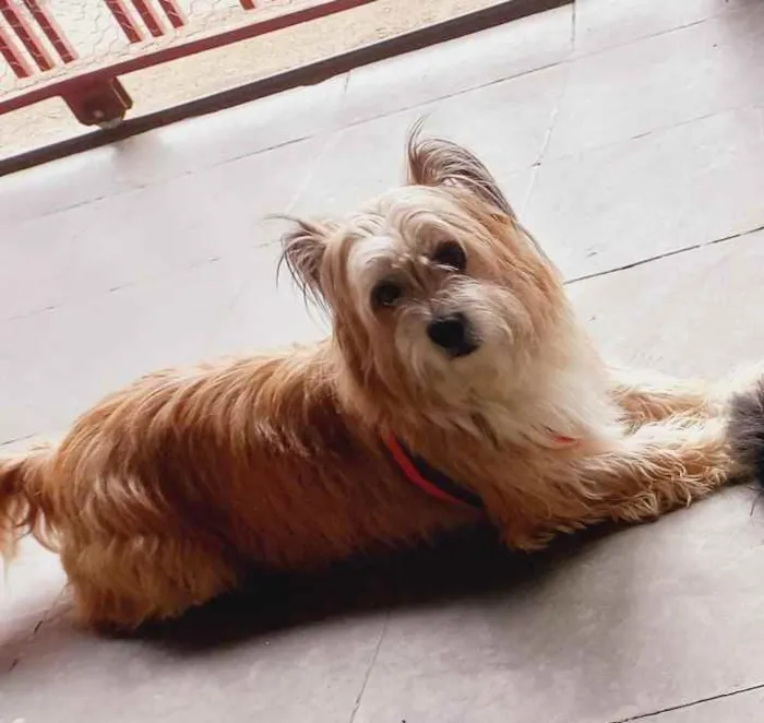 Cachorro ra a Mistura com shih-tzu idade 2 a 6 meses nome Melissa Maria