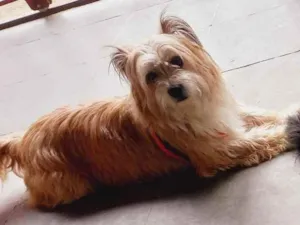 Cachorro raça Mistura com shih-tzu idade 2 a 6 meses nome Melissa Maria