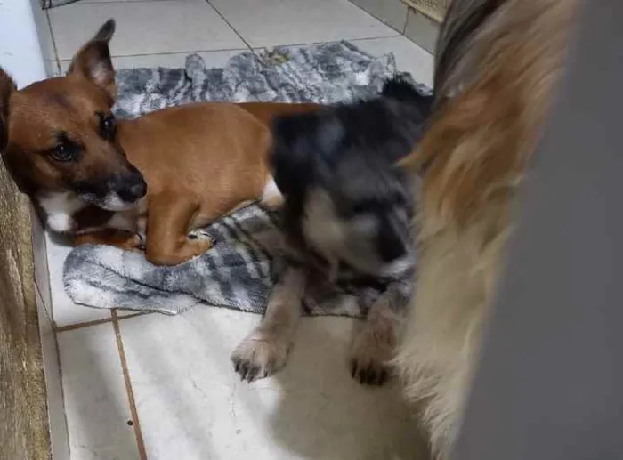 Cachorro ra a Basset com Pinscher idade 1 ano nome Sato José