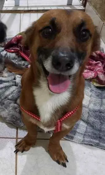 Cachorro ra a Basset com Pinscher idade 1 ano nome Sato José