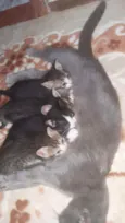 Gatinhos fofinhos