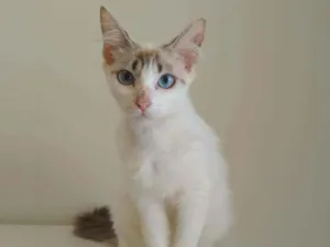 Gato raça Srd idade 1 ano nome Annalise
