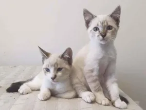 Gato raça Srd idade 2 a 6 meses nome Dubai e Big Japan