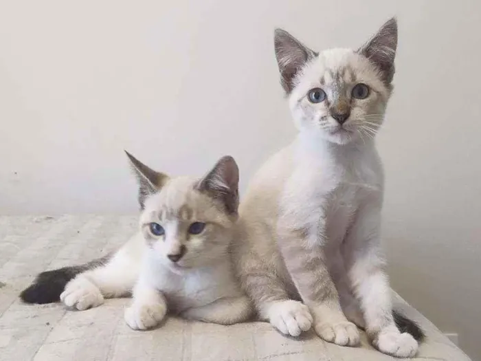 Gato ra a Srd idade 2 a 6 meses nome Dubai e Big Japan