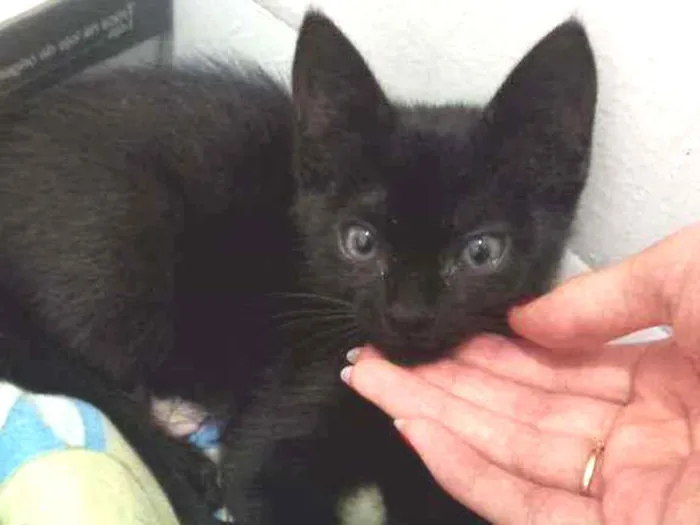 Gato ra a Vira lata  idade 2 a 6 meses nome Pandora