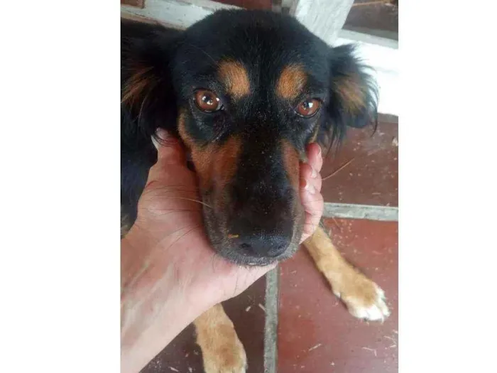 Cachorro ra a SRD  idade 6 ou mais anos nome Pretinha