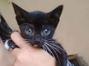 Gato raça Srd idade 2 a 6 meses nome Estrela