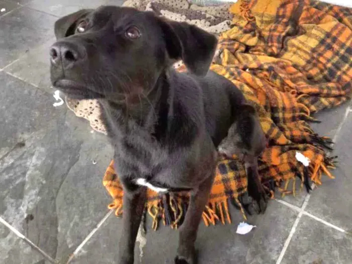 Cachorro ra a SRD idade 7 a 11 meses nome Amora