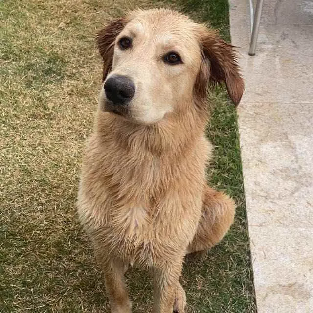 Cachorro ra a Golden Retriver com Labrador idade 2 anos nome Luna