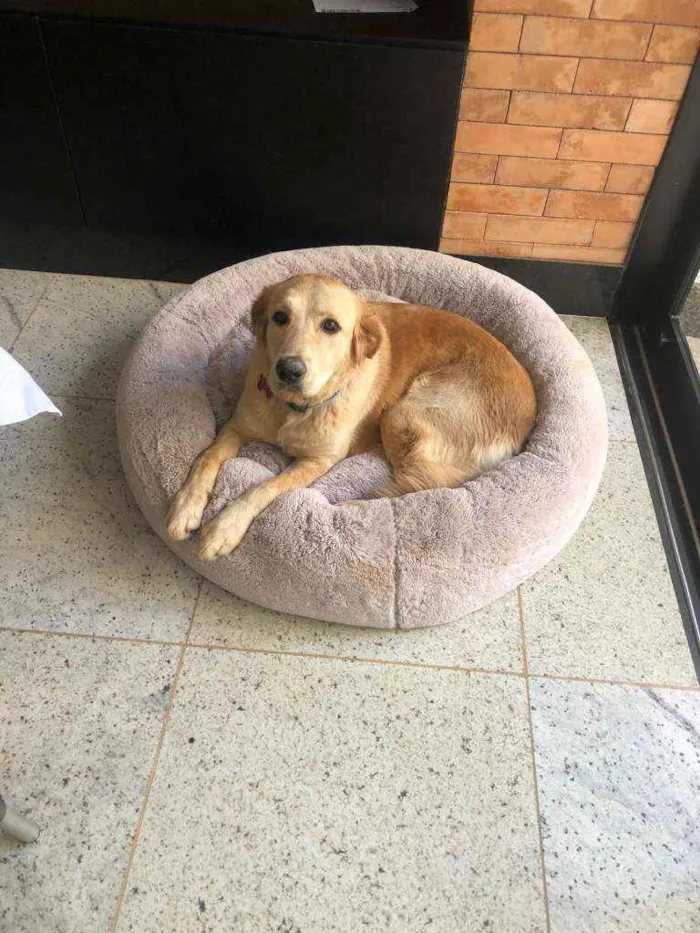 Cachorro ra a Golden Retriver com Labrador idade 2 anos nome Luna