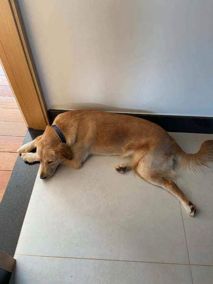 Cachorro ra a Golden Retriver com Labrador idade 2 anos nome Luna