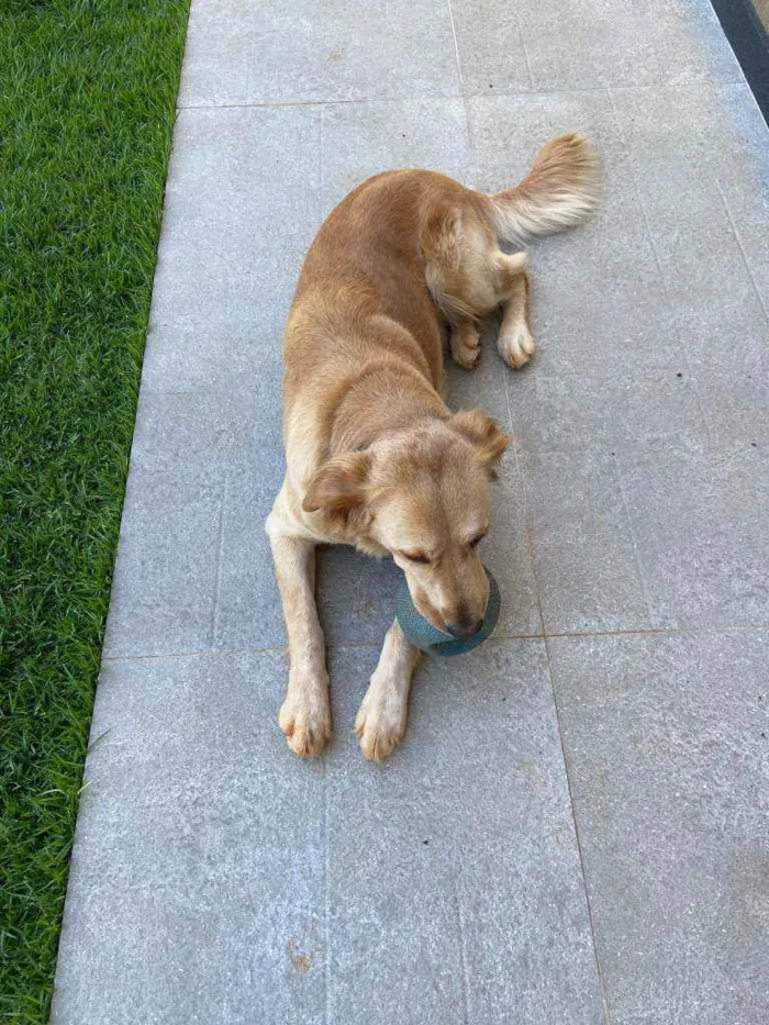 Cachorro ra a Golden Retriver com Labrador idade 2 anos nome Luna