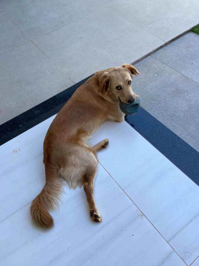 Cachorro ra a Golden Retriver com Labrador idade 2 anos nome Luna