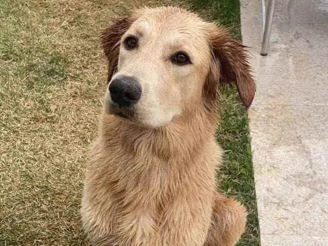 Cachorro ra a Golden Retriver com Labrador idade 2 anos nome Luna