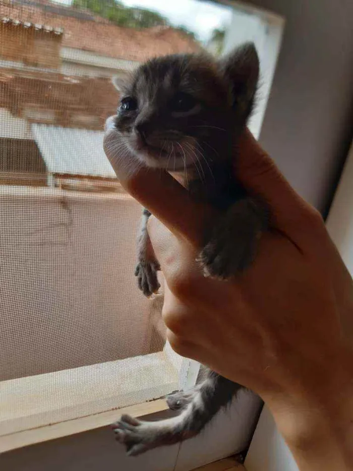 Gato ra a SRD idade Abaixo de 2 meses nome Dois gatinhos