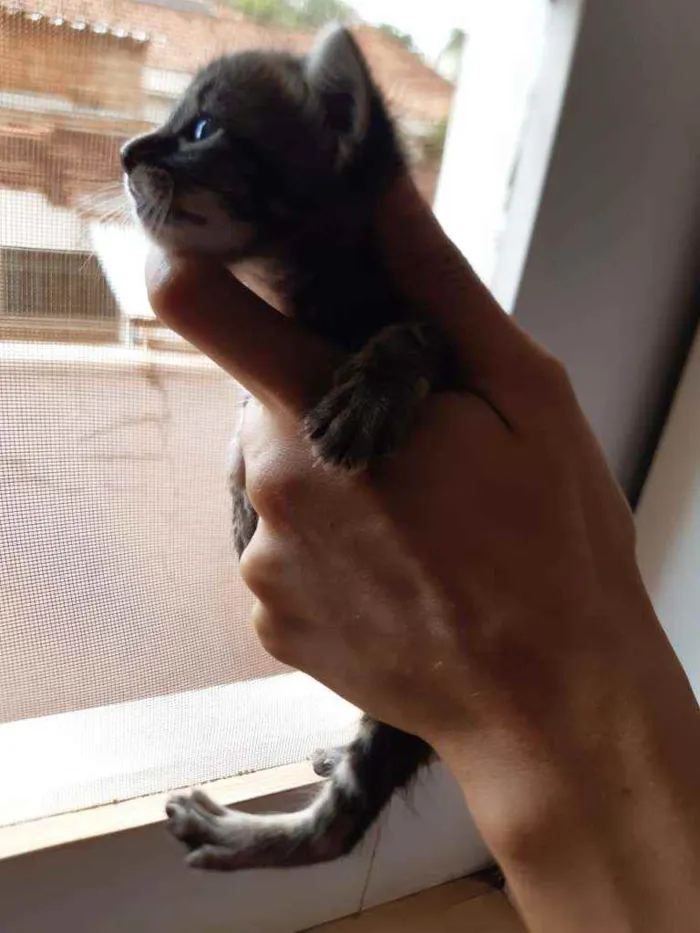 Gato ra a SRD idade Abaixo de 2 meses nome Dois gatinhos