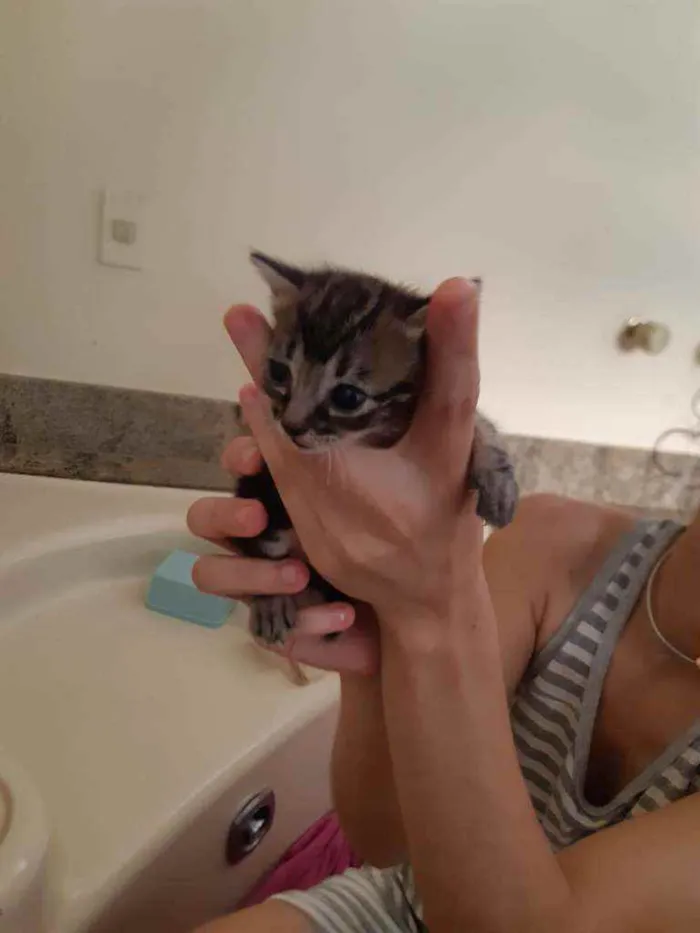 Gato ra a SRD idade Abaixo de 2 meses nome Dois gatinhos