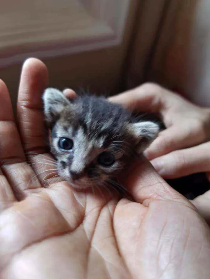 Gato ra a SRD idade Abaixo de 2 meses nome Dois gatinhos